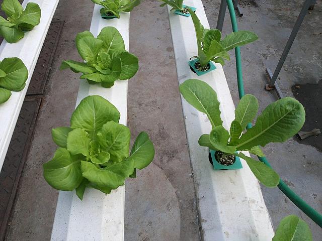 การปลูกพืชโดยไม่ใช้ดิน 2